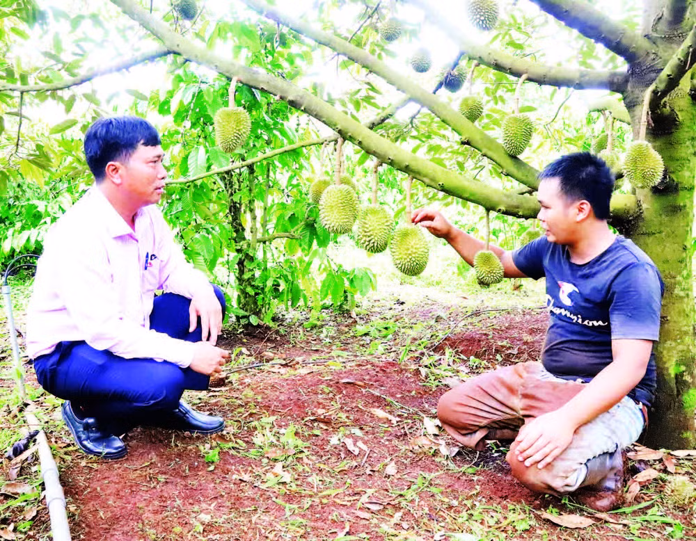 Từ nguồn vốn vay ưu đãi, vườn sầu riêng của gia đình anh Y Grin Knul ở buôn Ka Na A, xã Cư M’gar đã được đầu tư bài bản và cho năng suất cao.