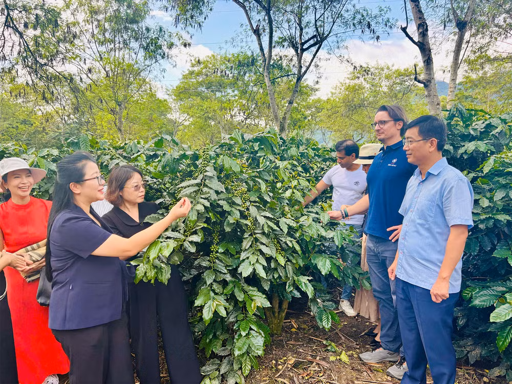 Công ty cổ phần cà- phê Detech, Tập đoàn Neumann Kaffee Gruppe thăm vùng nguyên liệu tại xã Mường Ảng, tỉnh Điện Biên.