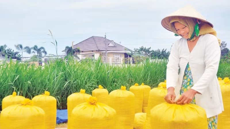 Nông dân Đồng Tháp thu hoạch lúa chất lượng cao.