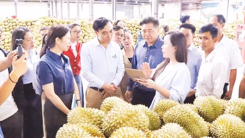 Một doanh nghiệp thu mua xuất khẩu sầu riêng trên địa bàn xã Cuôr Đăng, tỉnh Đắk Lắk.