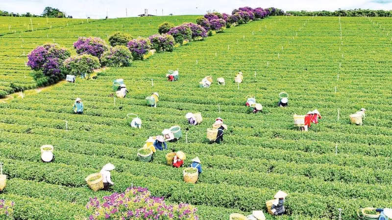 Thu hoạch chè tại vùng chè Lâm Đồng - “trụ đỡ” của kinh tế nông nghiệp địa phương.