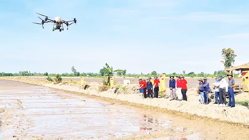 Sử dụng thiết bị bay trong mô hình sản xuất lúa chất lượng cao, phát thải thấp ở xã Vị Thủy.