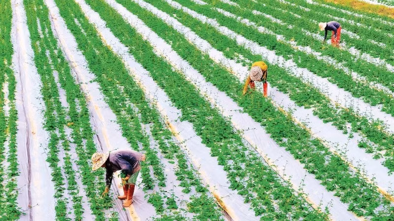 Công nhân chăm sóc cây cà gai leo tại vùng canh tác dược liệu của Công ty An Xuân tại xã Hiếu Giang, tỉnh Quảng Trị.