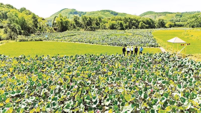 Mô hình trồng sen phục vụ du lịch cộng đồng thôn Đại An.