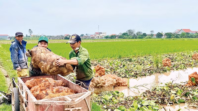 Cây dược liệu trạch tả vừa mang lại kinh tế cao cho người nông dân, vừa cải tạo đất hiệu quả tại xã Khánh Hội (Ảnh YẾN TRINH)