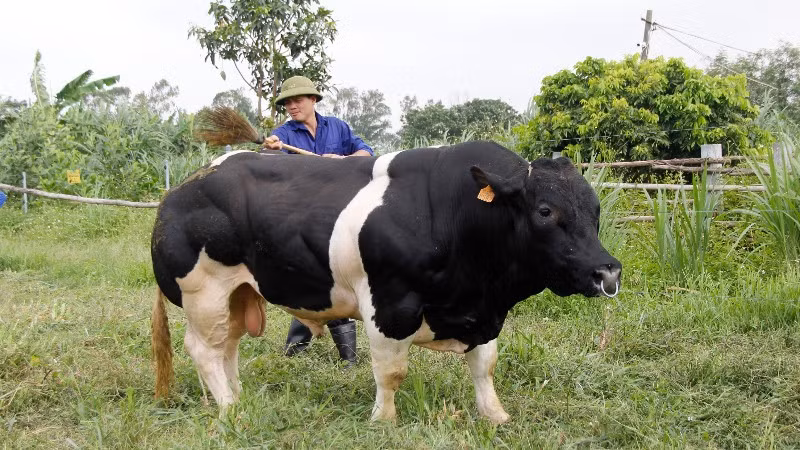 Dự án “Ứng dụng kết quả lai tạo giống bò BBB trên nên đàn bò thịt lai Sind thành đàn bò lai F1 hướng thịt trên địa bàn thành phố Hà Nội”.
