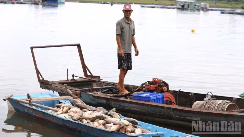 Ông Lê Văn Quyết một trong 16 hộ dân có cá tại các lồng bị chết, xót xa nhìn chiếc ghe đầy ắp cá đưa vào bờ.