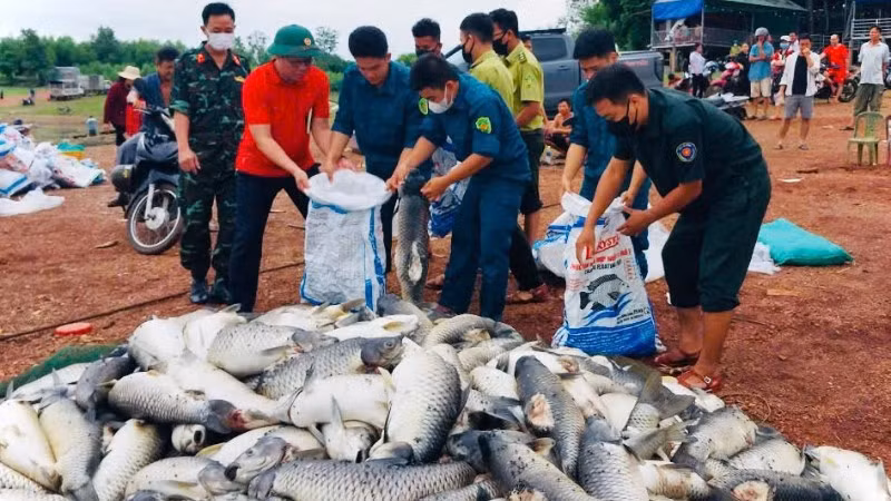 Lực lượng chức năng phường Trị An hỗ trợ vớt số cá chết lên bờ để người dân bán cho đơn vị làm phân vi sinh.