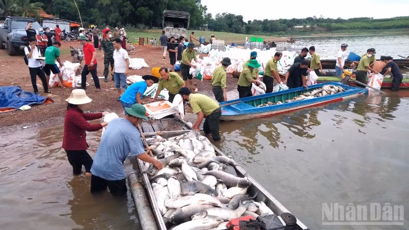 Lực lượng chức năng hỗ trợ người dân vớt số cá chết đưa vào bờ.