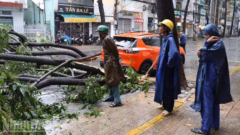 Một trận mưa lớn kèm lốc gây đổ cây xanh năm 2025 ở phường Trấn Biên, thành phố Đồng Nai.