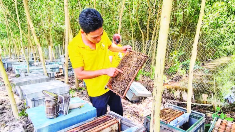 Anh Trần Minh Nìm kiểm tra đàn ong.