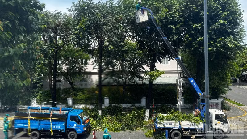 Đà Nẵng chủ động cắt tỉa cây trên các tuyến phố chính ngày 23/8. (Ảnh: ANH ĐÀO)
