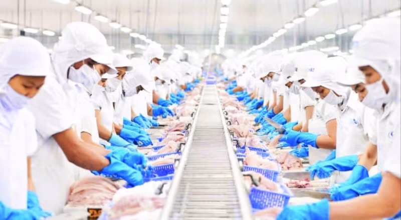Chế biến cá tra xuất khẩu tại Công ty cổ phần Vĩnh Hoàn. (Ảnh THANH NGỌC)