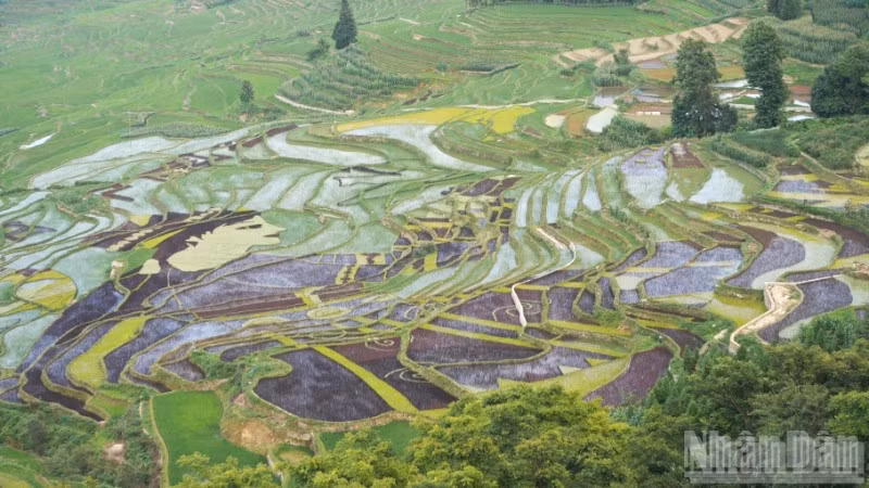 Ruộng bậc thang Hà Nhì Nguyên Dương. 