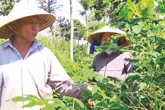 Nông dân xã Cẩm Mỹ (Đồng Nai) nhổ bỏ cây sắn bị nhiễm bệnh khảm lá. (Ảnh: TTXVN)