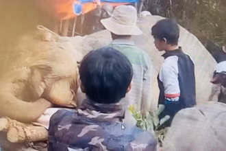 Voi Bắk Khăm được phát hiện bị chết trong rừng.