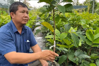 Người dân Chợ Lách sản xuất cây giống cung ứng thị trường trong cả nước. (Ảnh: HOÀNG TRUNG)