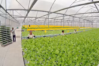 Khu vực trồng rau thủy canh theo công nghệ Israel của nông trường VinEco Tam Đảo. (Ảnh TRẦN AN)