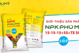Phân bón Phú Mỹ chính thức ra mắt sản phẩm mới NPK PHÚ MỸ 15-15-15+5S+TE SOP sử dụng 100% Kali Sulphate