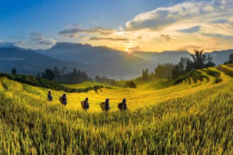 Mùa vàng ở xã Y Tý, tỉnh Lào Cai. (Ảnh: HOÀNG KIỀU)
