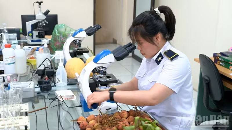 Cán bộ Kiểm dịch thực vật Tân Thanh đang lấy mẫu mặt hàng vải thiều. 