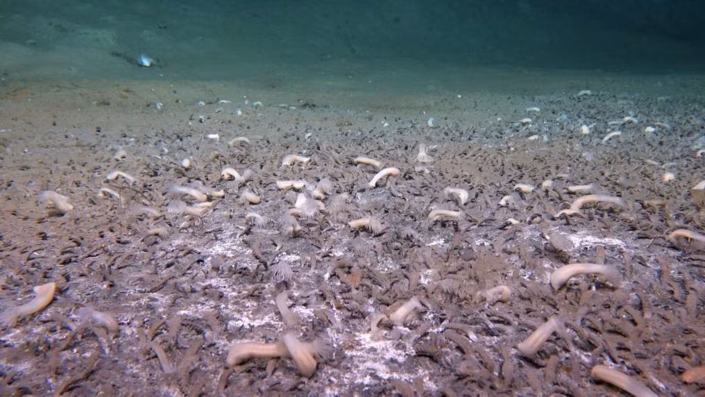 anh-01-1.png