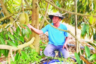 Mô hình trồng sầu riêng phát triển kinh tế gia đình ở xã Ia Dom.
