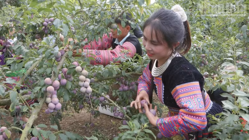 Thành viên các đội tham gia thi hái mận.