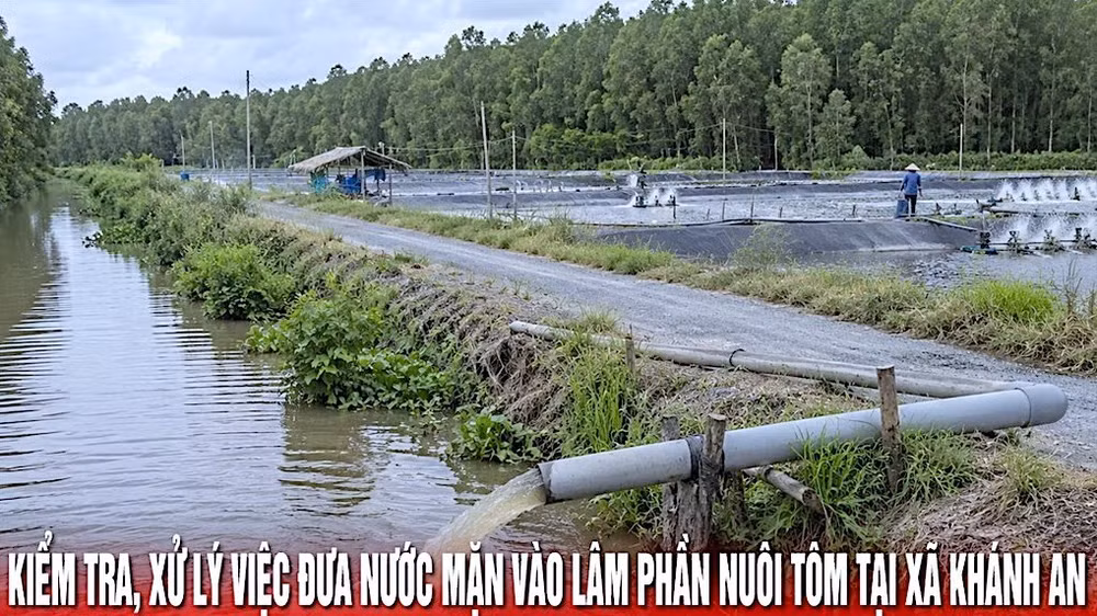 Một khu vực lâm phần rừng ngọt trên địa bàn xã Khánh An bị hộ dân đưa nước mặn vào nuôi tôm, được Chủ tịch tỉnh chỉ đạo rà soát, xử lý. (Ảnh: Cổng thông tin điện tử tỉnh Cà Mau)