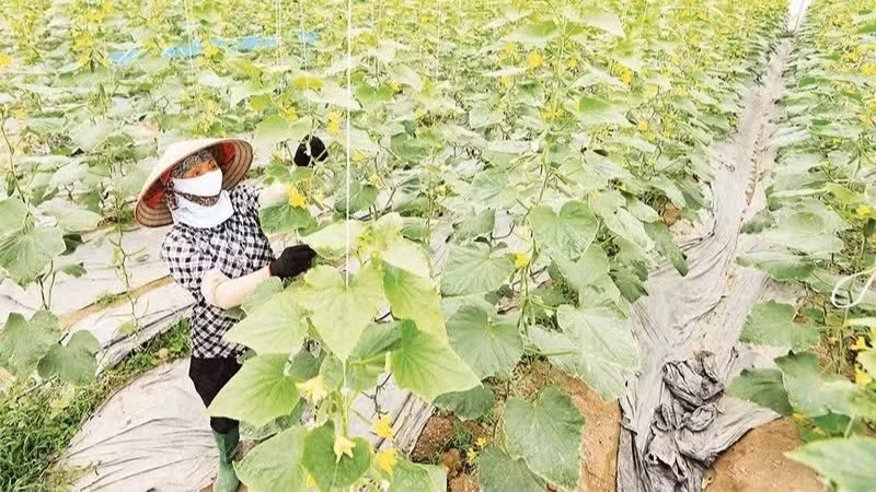 Mô hình sản xuất nông nghiệp công nghệ cao xã Xuân Cẩm, tỉnh Bắc Ninh.