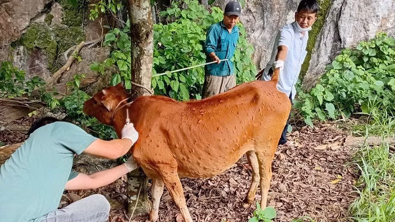 Một con bò của hộ chăn nuôi ở xã Sam Mứn bị mắc bệnh viêm da nổi cục toàn thân đang được theo dõi, điều trị. 