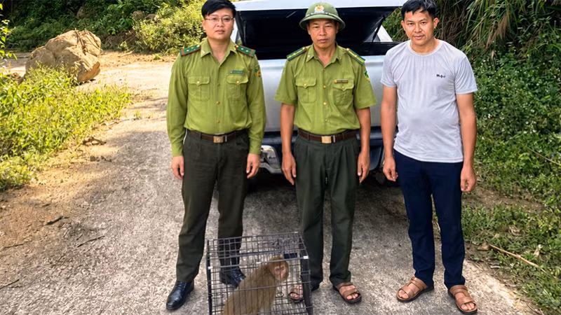 Cá thể khỉ được di chuyển, thả vào Vườn quốc gia Xuân Liên.