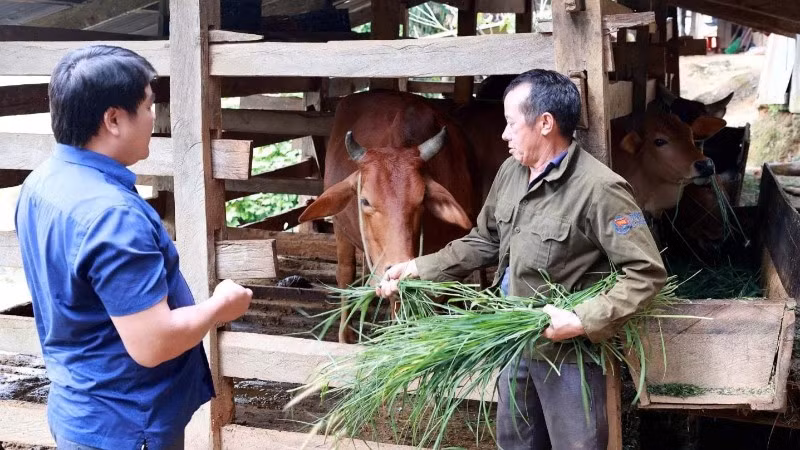 Gia đình ông Sùng A Dinh có thêm sinh kế sau khi được cấp bò giống sinh sản từ chương trình giảm nghèo.