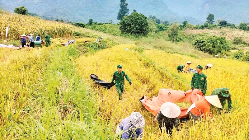 Các chiến sĩ Đồn Biên phòng Chiềng Sơn giúp người dân thu hoạch lúa. (Ảnh: TÒNG VĂN DẪN)