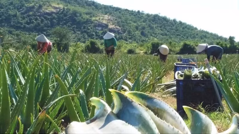 Nông dân trên cánh đồng cây nha đam. (Ảnh: PV)