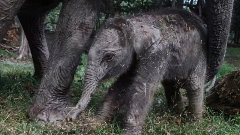 Một con voi Sumatra cái đã chào đời tại công viên sinh thái Buluh Cina ở Riau trên đảo Sumatra, Indonesia. (Ảnh: phys.org)