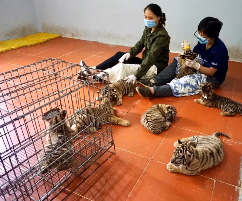 Nhân viên Vườn quốc gia Pù Mát (Nghệ An) chăm sóc hổ bị thu giữ tại các vụ vi phạm. (Ảnh: SVW)
