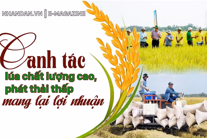 Canh tác lúa chất lượng cao, phát thải thấp mang lại lợi nhuận
