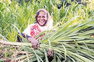Nông dân thu hoạch vụ mùa ở Tanzania. (Ảnh: TÂN HOA XÃ)