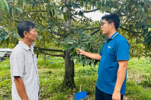 Vườn sầu riêng sử dụng thuốc bảo vệ thực vật an toàn, hiệu quả tại xã Hậu Mỹ, tỉnh Đồng Tháp. (Ảnh: ANH THƯ)