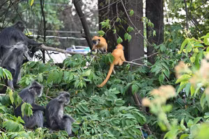 Đàn voọc non quanh khu vực Chùa Hang. (Ảnh: HUỲNH PHÚC HẬU)