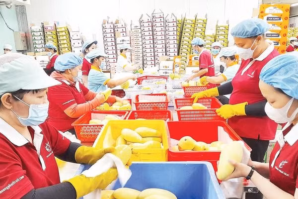 Xuất khẩu nông sản của tỉnh Tây Ninh đang chuyển biến tích cực trong 9 tháng của năm 2026.