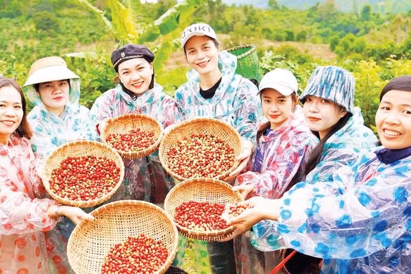 Phát triển mô hình cà-phê du lịch giúp lan tỏa thương hiệu cà-phê Khe Sanh.