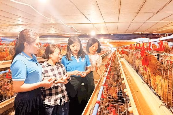 Hội Liên hiệp Phụ nữ thành phố Bắc Ninh thăm mô hình nuôi gà đẻ kết hợp lò ấp trứng của chị Bùi Thị Mai, xã Đại Lai, thành phố Bắc Ninh.