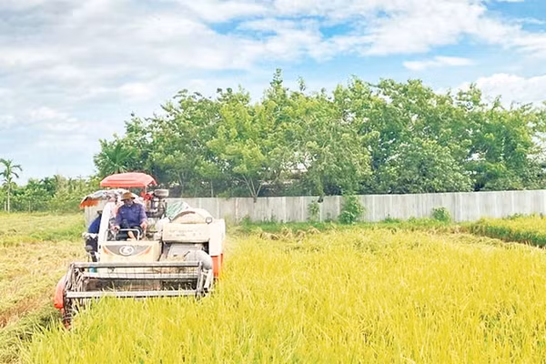 Người dân xã Hát Môn đang khẩn trương thu hoạch lúa mùa để gieo trồng vụ đông.