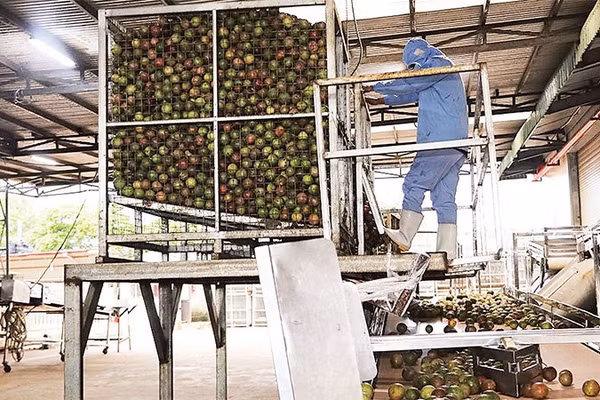 Nhà máy chế biến Nafoods Gia Lai với dây chuyền khép kín là đầu ra bảo đảm cho vùng nguyên liệu tại chỗ cho các nông hộ.