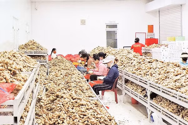 Công ty trách nhiệm hữu hạn Thảo dược Tây Nguyên (Dato) thu mua và chế biến gừng sẻ theo quy trình sản xuất tiên tiến, bảo đảm chất lượng nông sản.