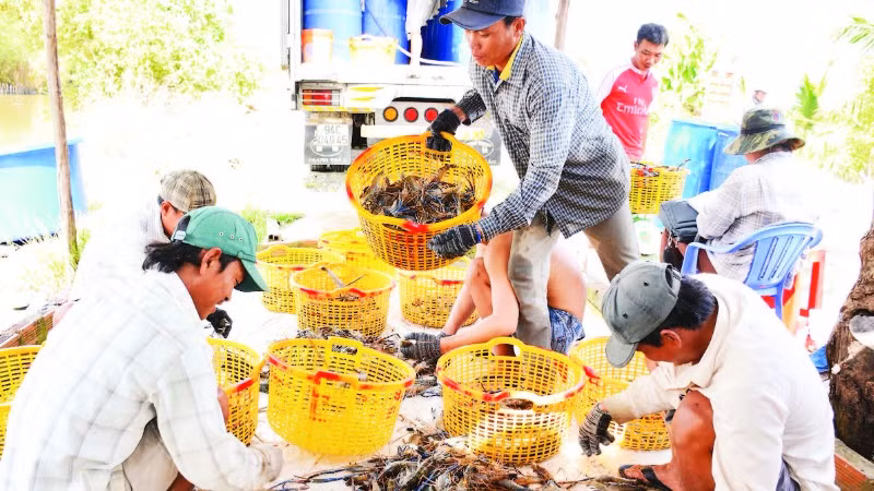 Nông dân Vĩnh Bình, tỉnh An Giang thu hoạch tôm càng xanh bán cho thương lái.