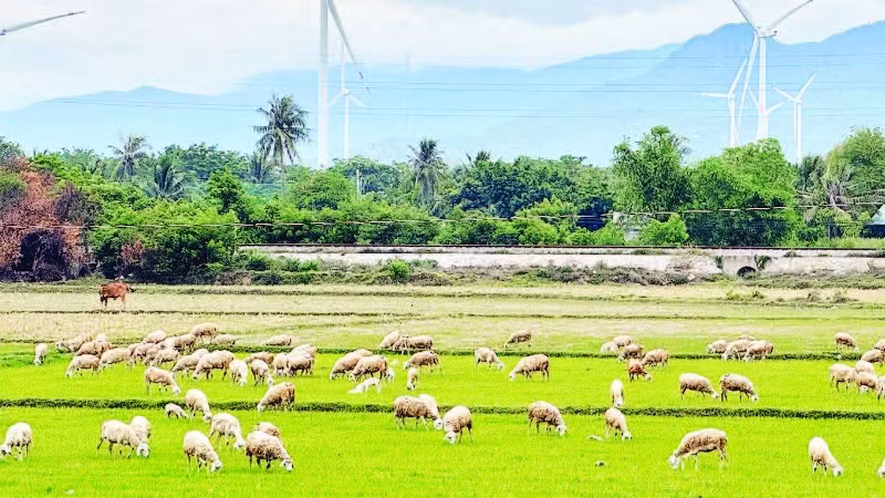 Thịt dê, cừu được xem là lợi thế riêng của Khánh Hòa trong quá trình hình thành chuỗi sản xuất đáp ứng đầy đủ các tiêu chuẩn Halal để xuất khẩu.