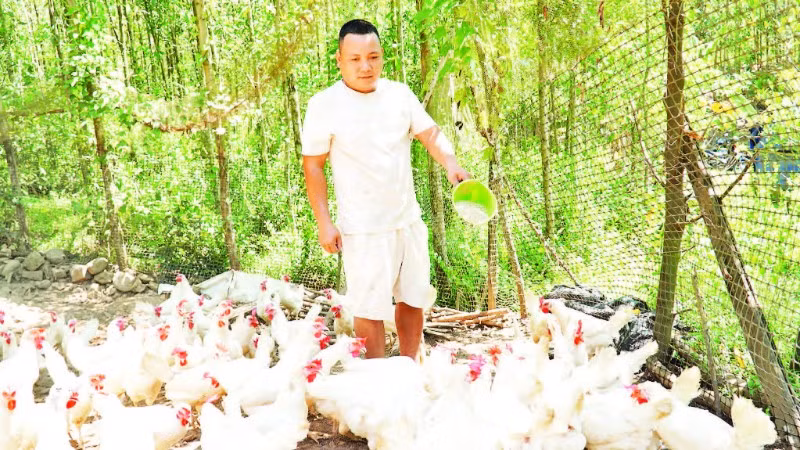 Mô hình nuôi gà Ai Cập lấy trứng của anh Nguyễn Thành Tuân đang mang lại nhiều tiềm năng.